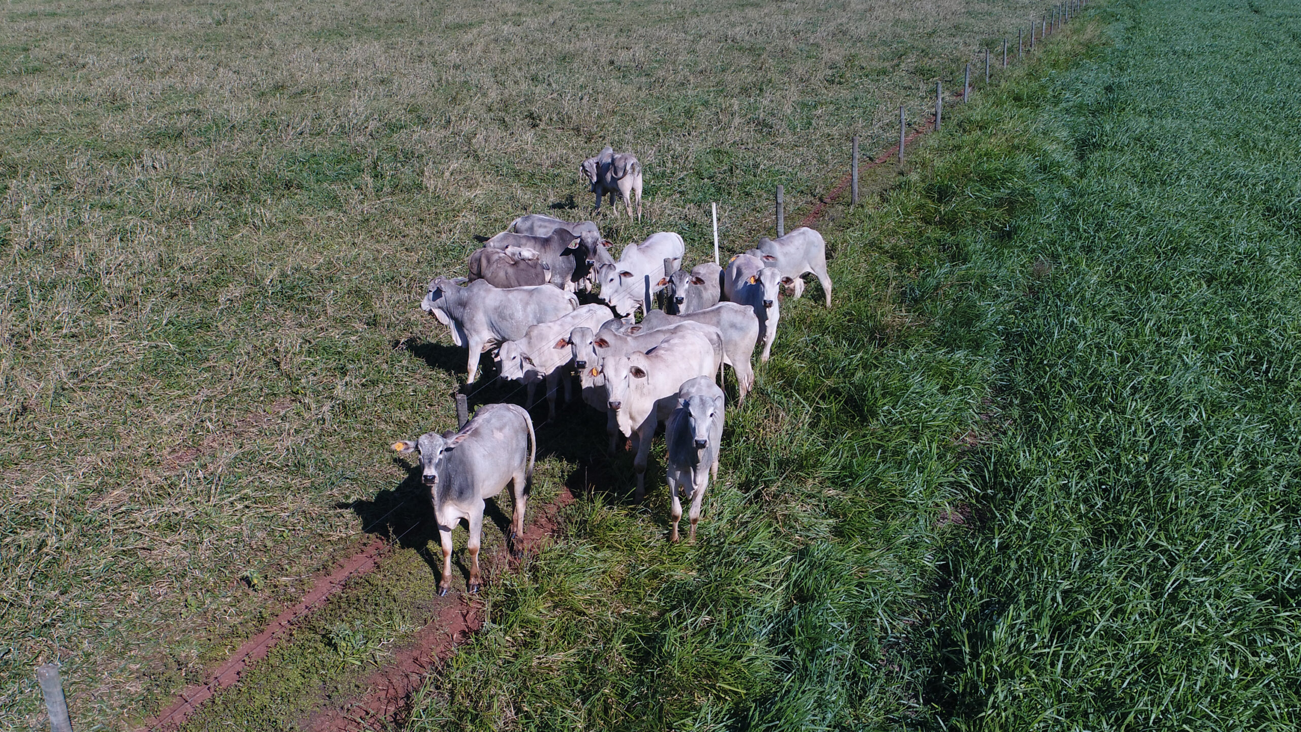 Confira 4 desafios do manejo de solo na agropecuária moderna