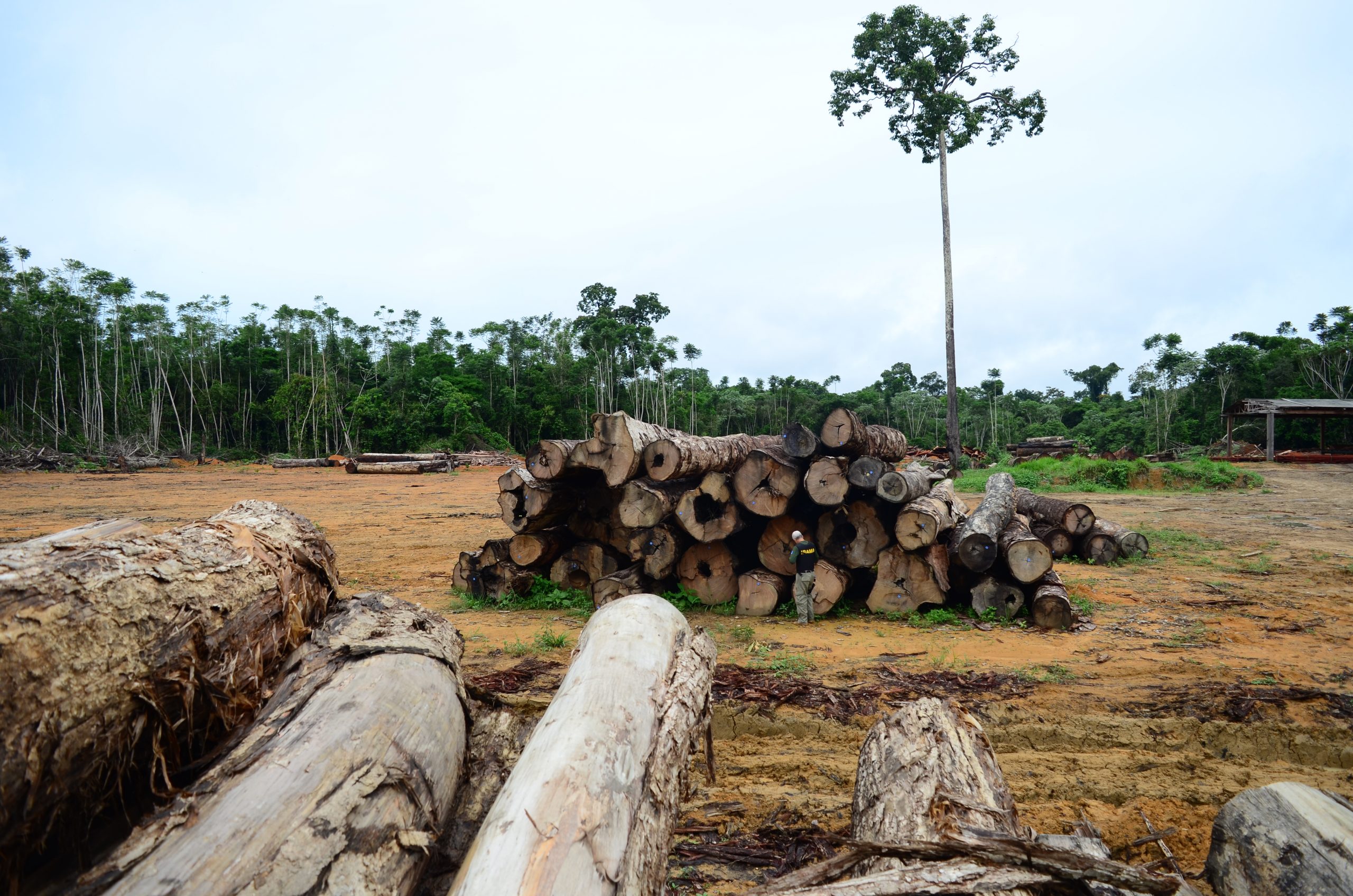 Área explorada ilegalmente para fins madeireiros em MT equivale a duas Cuiabá