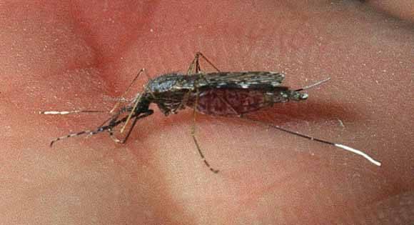 Casos de malária caem 67% com fechamento de garimpos ilegais em MT