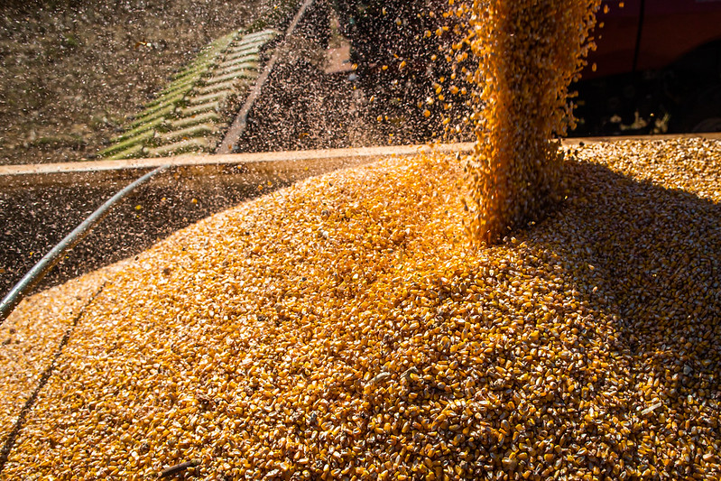 Oferta de milho em MT deve ser de 40,57 milhões de t na safra 2021/22, diz Imea