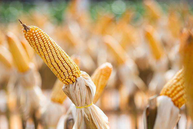 Com projeção de safra recorde, Brasil pode ser pressionado a exportar mais milho