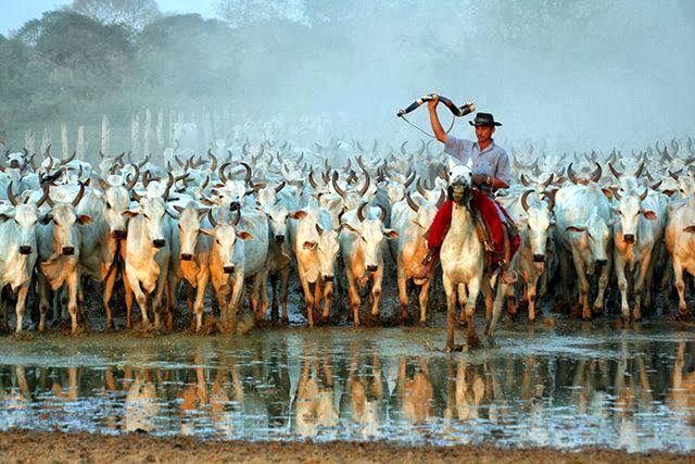 Conheça fazenda que é exemplo bem-sucedido da pecuária pantaneira