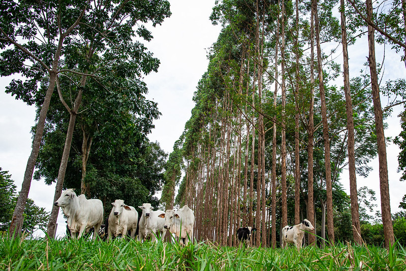 COP-28: segurança climática depende de revolução na agropecuária