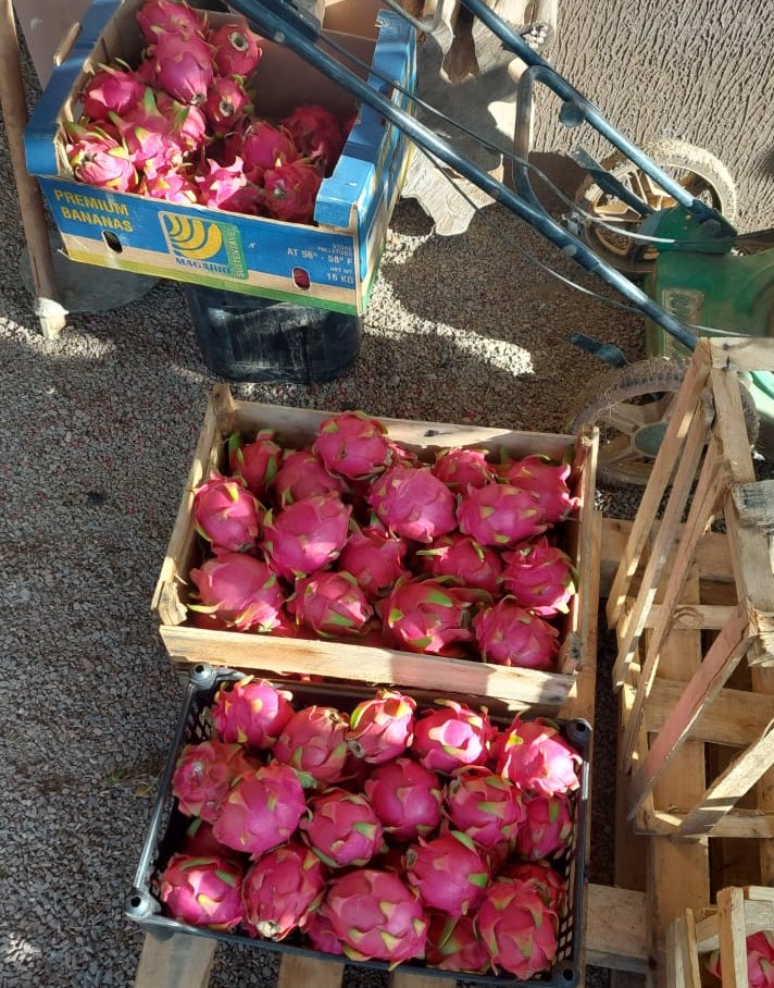 Produtor irá fornecer pitaya para merenda escolar em Nova Ubiratã