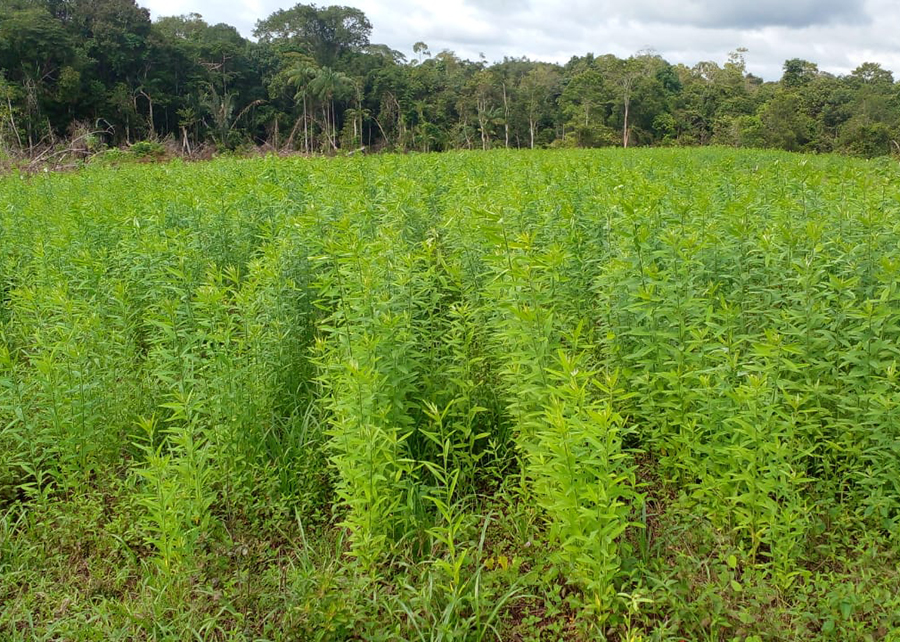 Técnicas conservacionistas garantem produção agrícola em solos arenosos