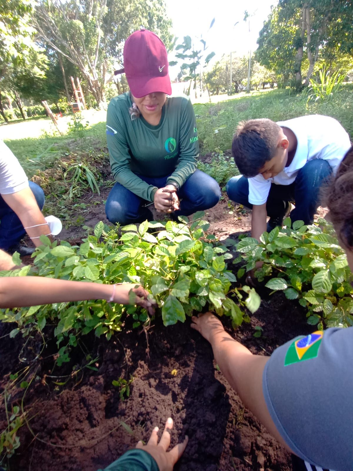 Projeto de reflorestamento busca recuperar danos de fogo no Pantanal