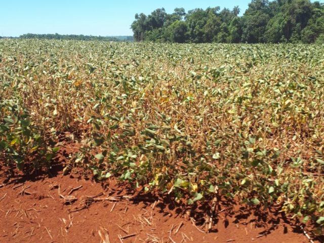 Problemas climáticos geram prejuízo para o seguro rural