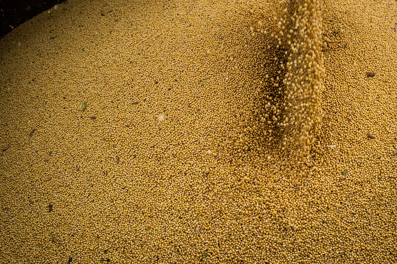 Custos de produção da soja em MT sobe 1,2% puxado por fertilizantes, diz Imea