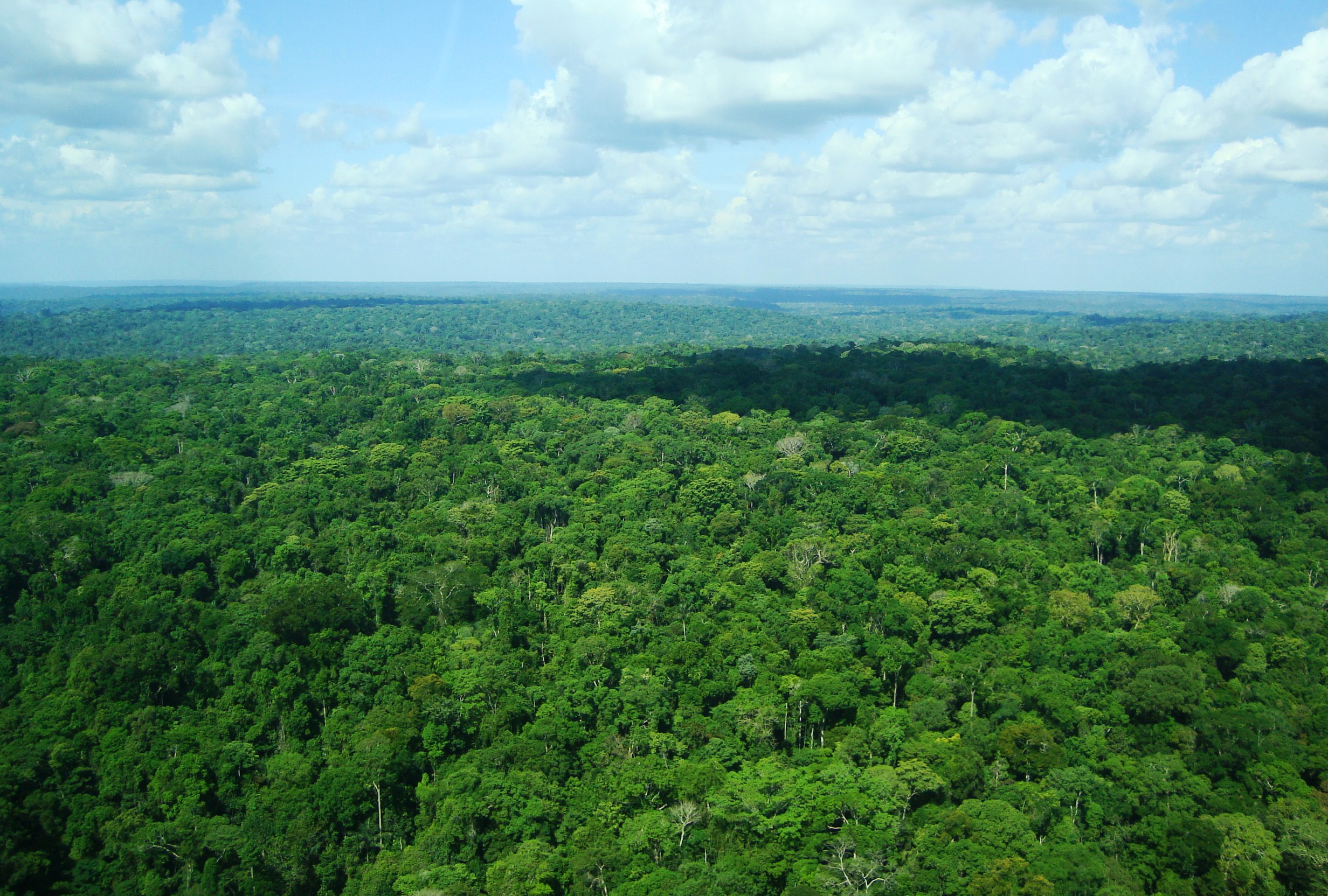 Desmatar a Amazônia vai gerar um prejuízo ao agro de US$ 1 bi por ano
