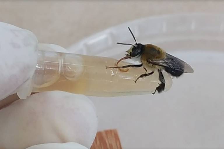 Agrotóxico comum no Brasil pode colocar em risco abelhas nativas, diz estudo
