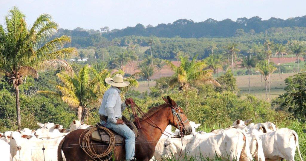 Em MT, aplicação do Código Florestal em APPs e Reservas Legais amplia rentabilidade do produtor