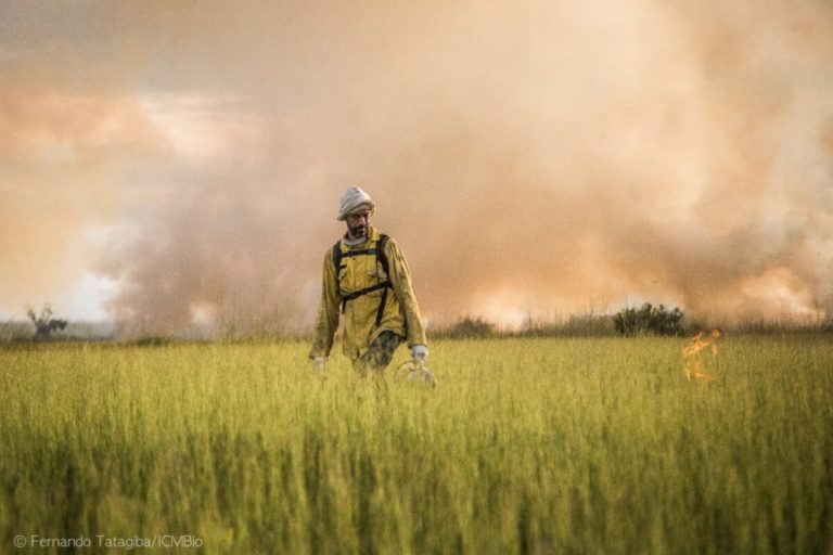 Como o Manejo Integrado de Fogo funciona na prevenção de incêndios?