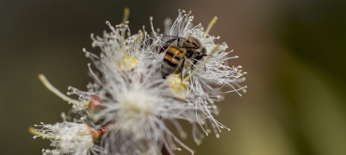 Dia Mundial das Abelhas alerta sobre a importância de polinizadores para o agro