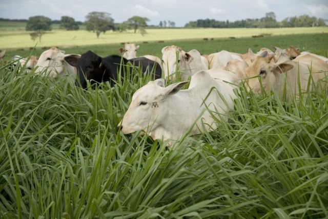 MT segue como principal polo brasileiro de produção agropecuária