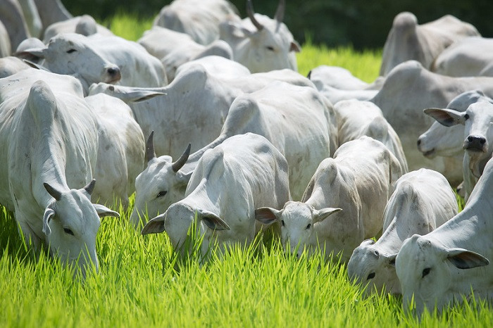 CNA debate ações prioritárias para a bovinocultura de corte em 2022