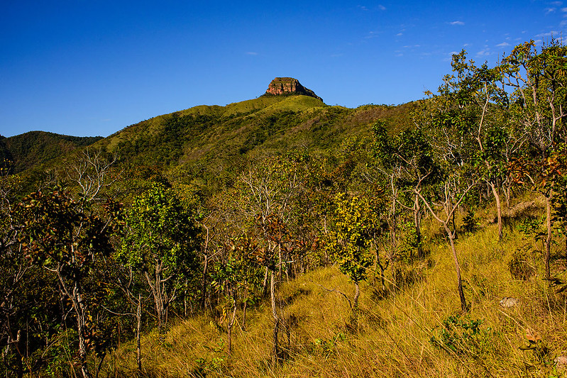 Lei antidesmatamento da UE deixa Cerrado e Pantanal desprotegidos