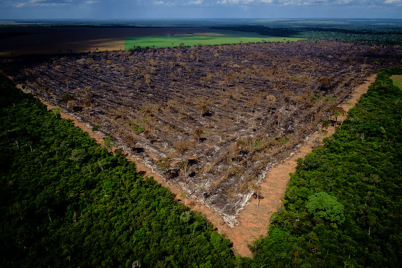 Amazônia e corais estão perto de limite crítico por causa do clima