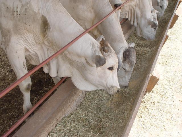 Pecuaristas de MT devem confinar quase 530 mil bovinos em 2022
