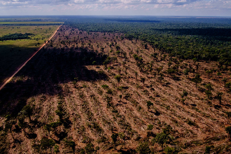 Desmate no Cerrado cresce 83% em maio; na Amazônia cai 10%