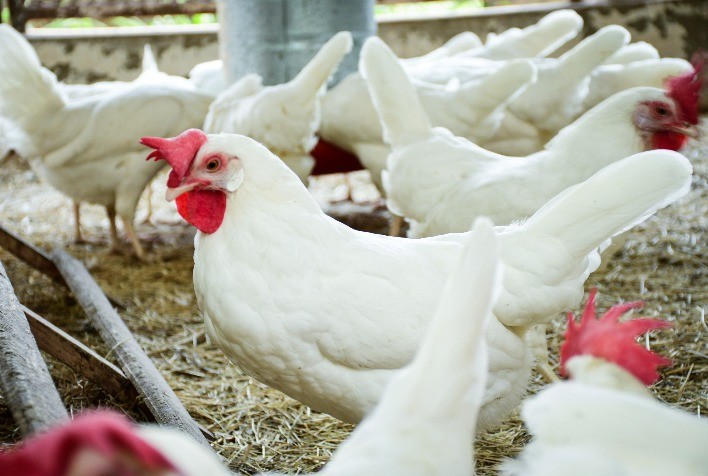 Dia Mundial do Frango: setor vive crise com alta dos custos de produção