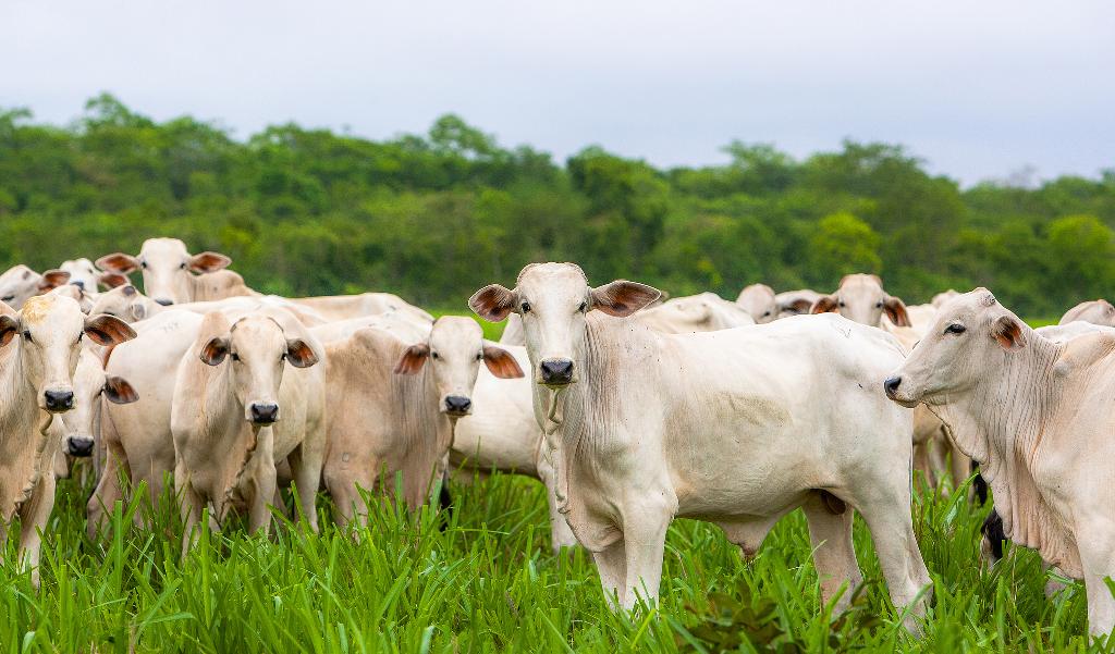 Gigantes da pecuária prejudicam agro de MT com lastro de crimes; veja principais famílias