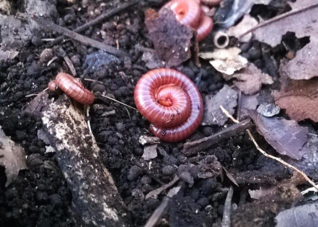 Conheça as vantagens da adubação orgânica com piolho-de-cobra