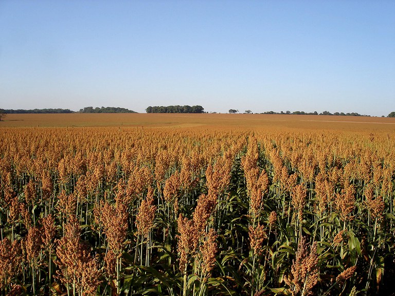 Mapa publica Zoneamento Agrícola do sorgo forrageiro e granífero