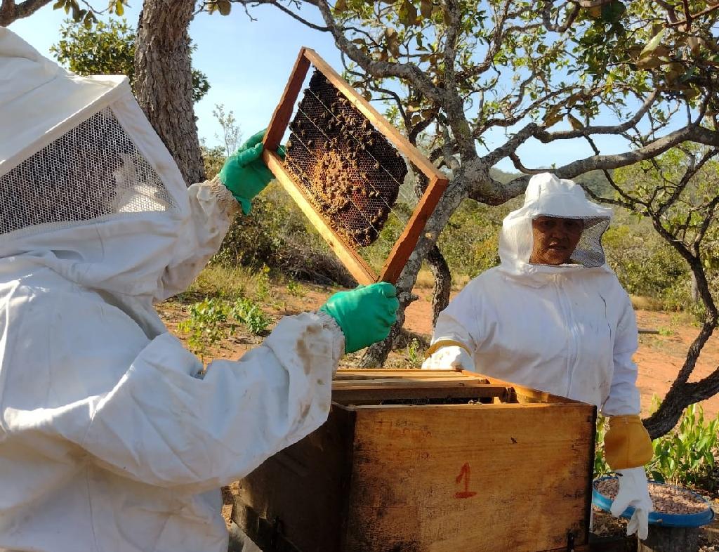 Empaer promove Encontro de Apicultura no dia 14 de julho