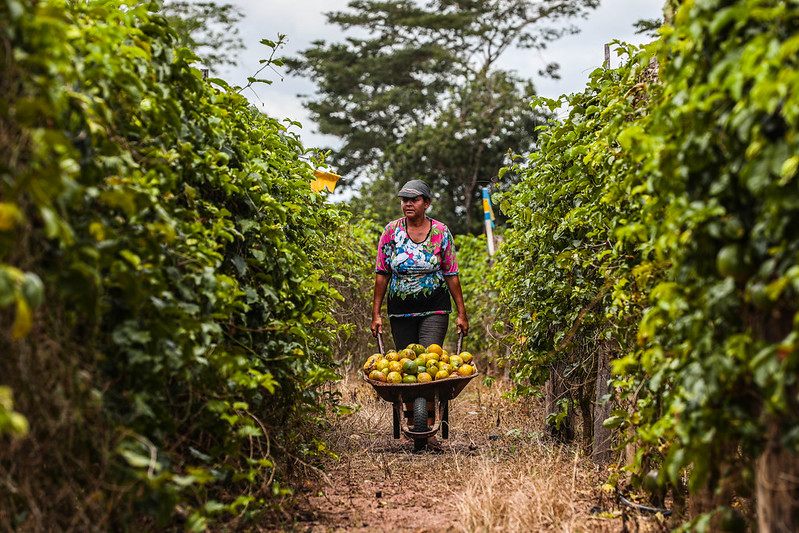 Sistema agroflorestal pode gerar receita de R$ 260 bi; veja exemplos