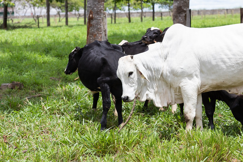 Alta dos custos derruba PIB do Agro em 0,8% , dizem Cepea e CNA