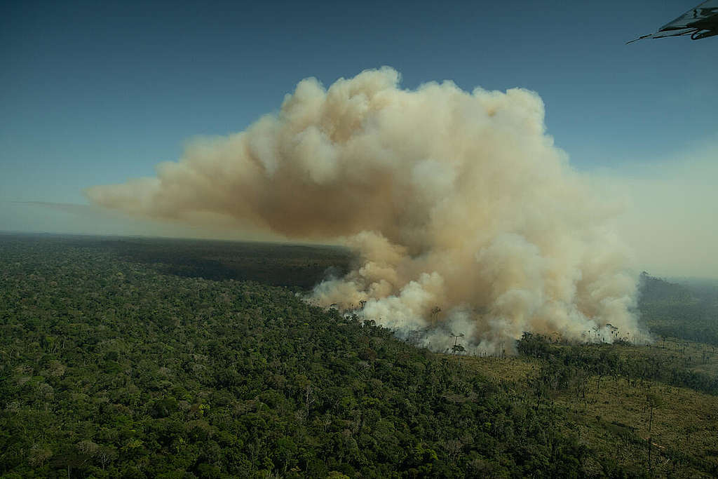 Omissão do governo tirou R$ 117 mi de multas por crimes ambientas dos cofres do MT