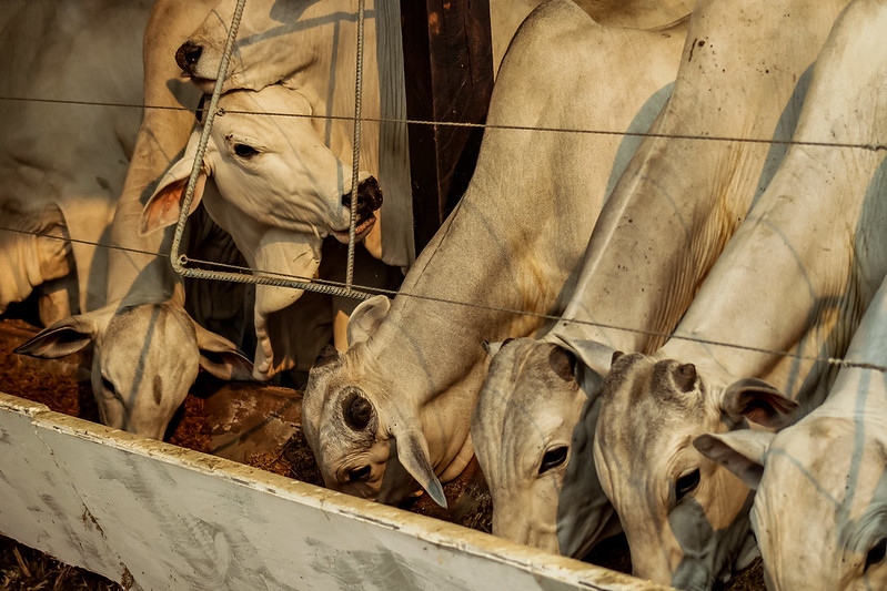 Pecuarista de MT cria ração que reduz emissão de gás metano por bovinos