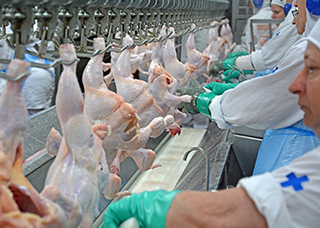 Por que a União Europeia mantém barreiras contra carne de frango do Brasil