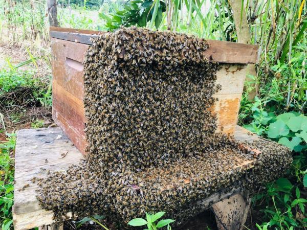 Semana do Meio Ambiente em Sorriso abre com a colheita do mel