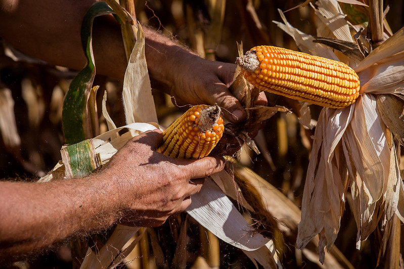 Seca prejudica segunda safra de milho e perdas podem chegar a 50%
