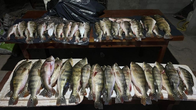 Polícia prende três pessoas e apreende 60 Kg de pescado ilegal em MT