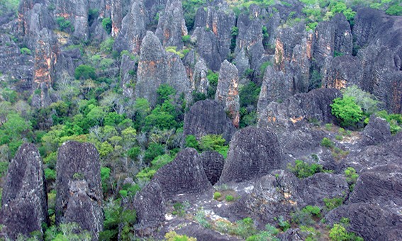 Semana do Meio Ambiente em Rondonópolis tem doação de mudas