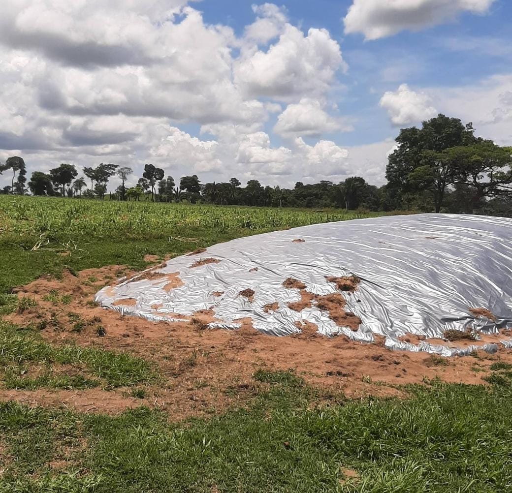 Produtor investe em silagem da rama da mandioca e celebra resultados