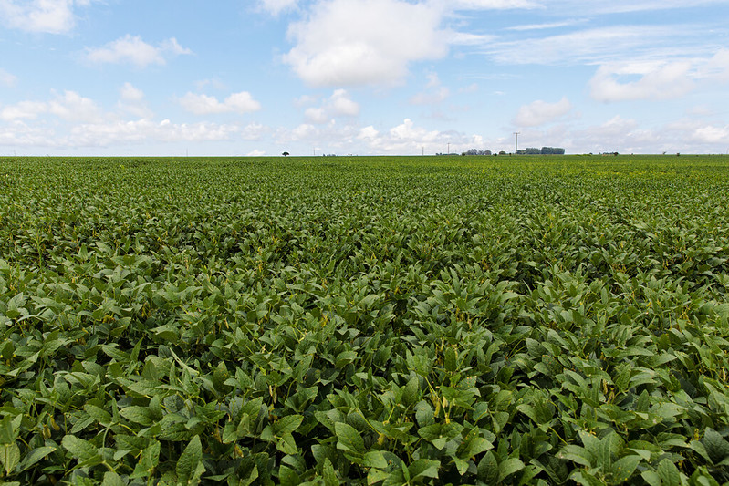 Fertilizante à base de enxofre aumenta produtividade da soja