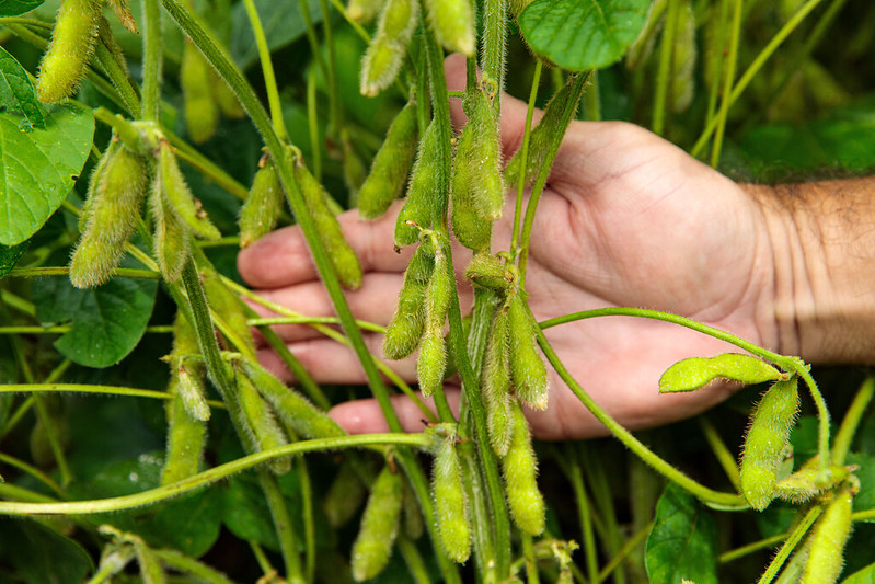 Exportações do agronegócio passam de US$ 15 bilhões