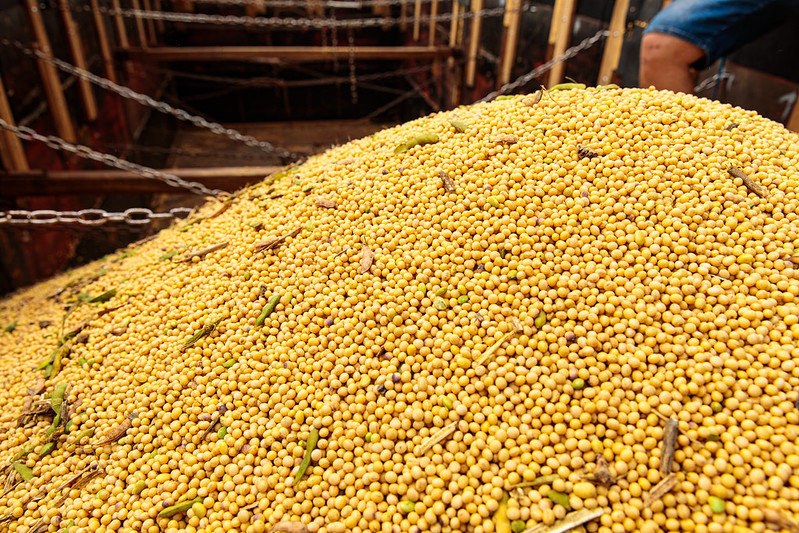 Produção de soja deve recuar, mas a de milho e trigo será recorde, diz IBGE