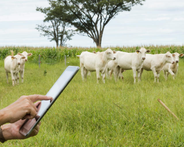 Tecnologia é ferramenta de negócios de pecuaristas do MT, diz pesquisa