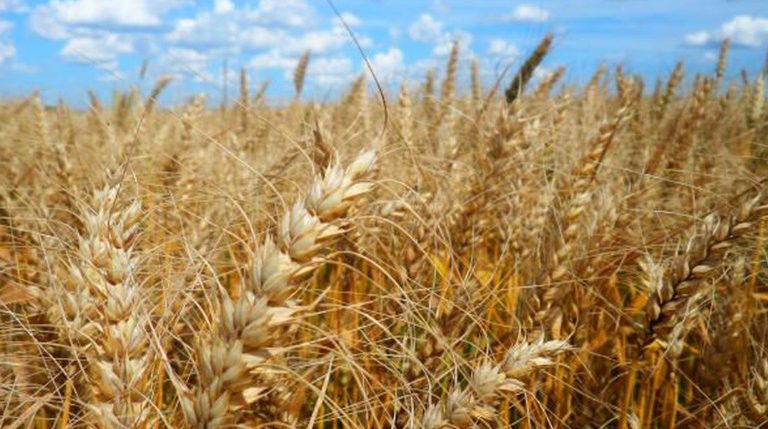 Produção global de grãos cairá em 2022 pela 1ª vez em quatro anos, diz FAO