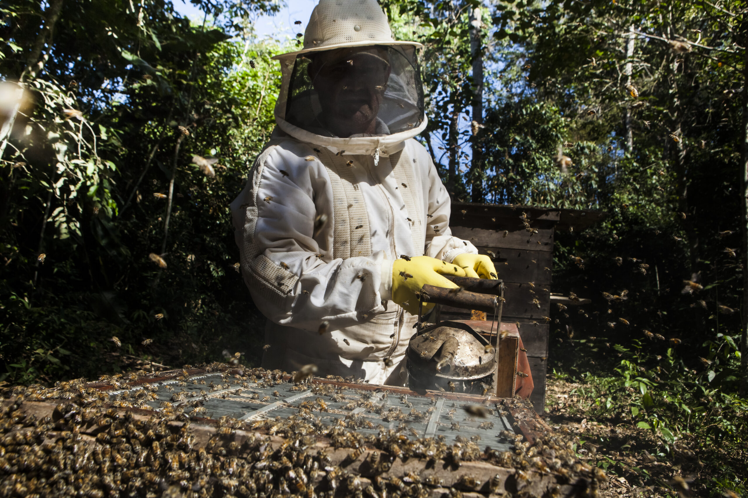 Apicultor ultrapassa produção de uma tonelada de mel, após capacitação