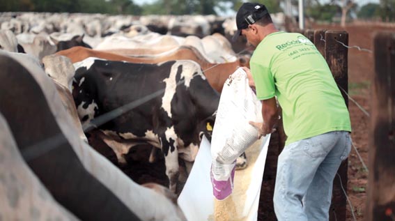 Estratégia nutricional durante a seca melhora produtividade dos animais