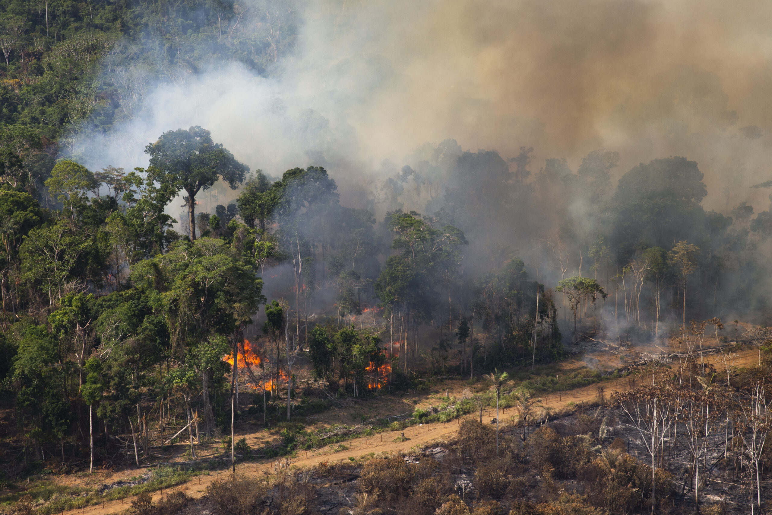Amazônia e Cerrado batem recordes de queimadas para mês de junho