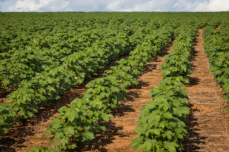 Abertura de novas empresas de agropecuária em MT cresce 31%