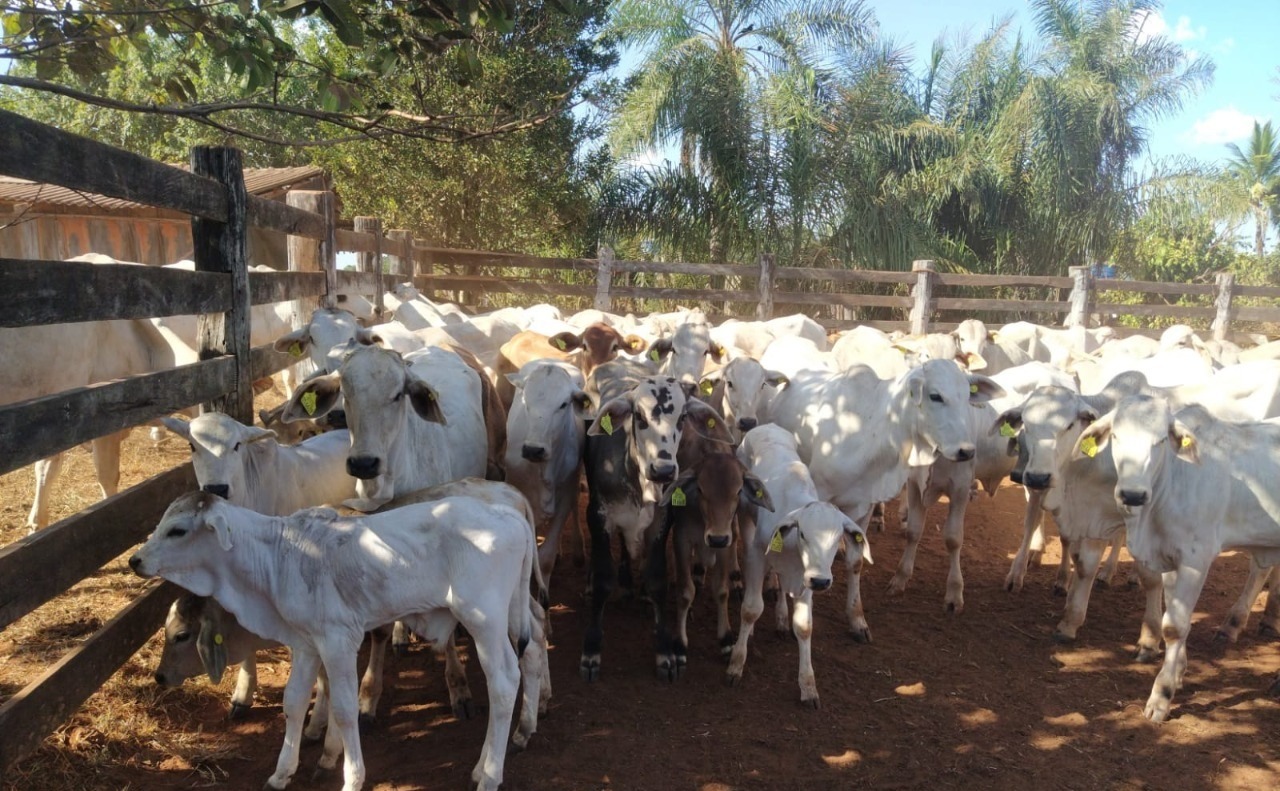 Restauração de área degradada em MT melhora qualidade de bezerros