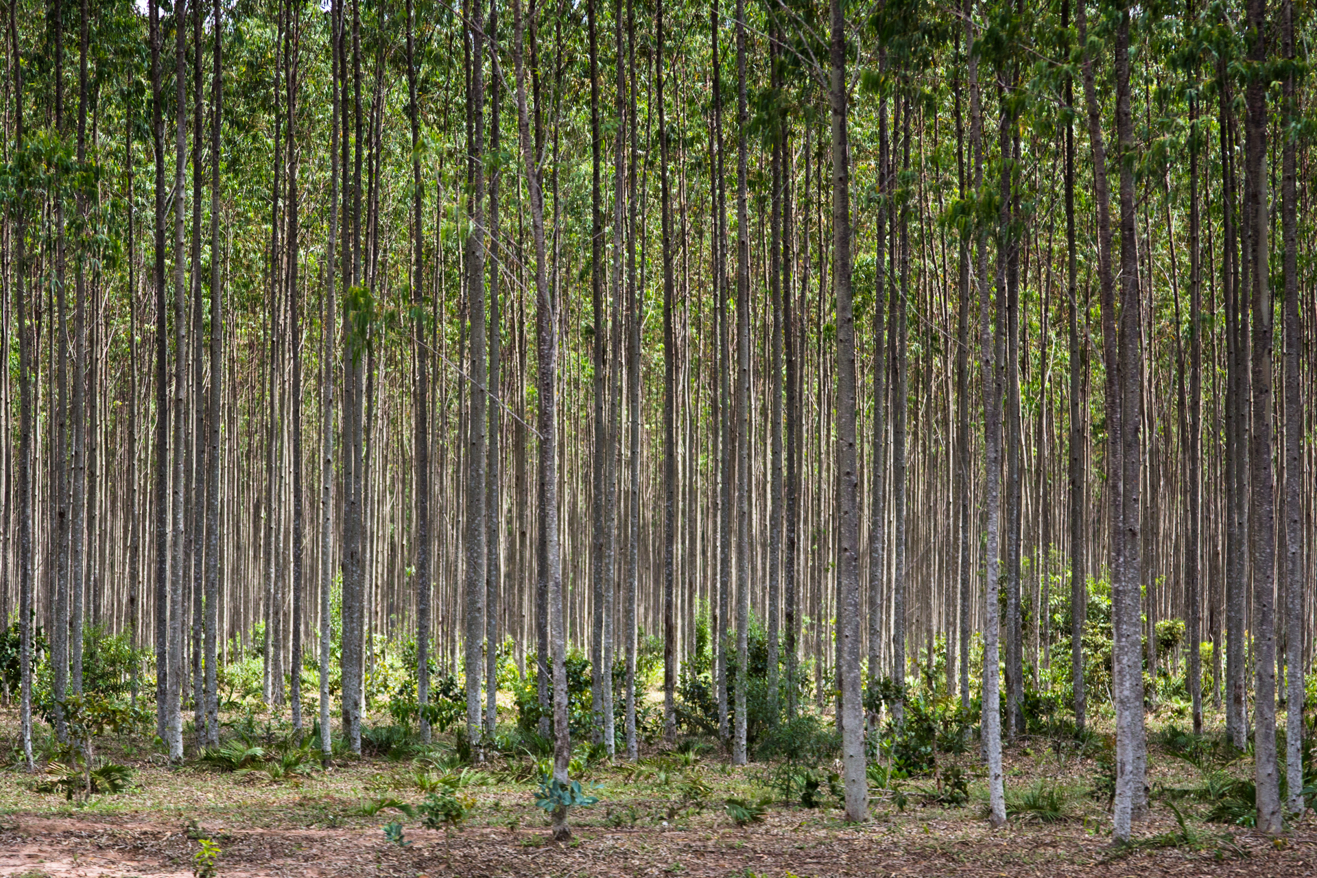 Estudo traz mapeamento da produção silvicultural em MT