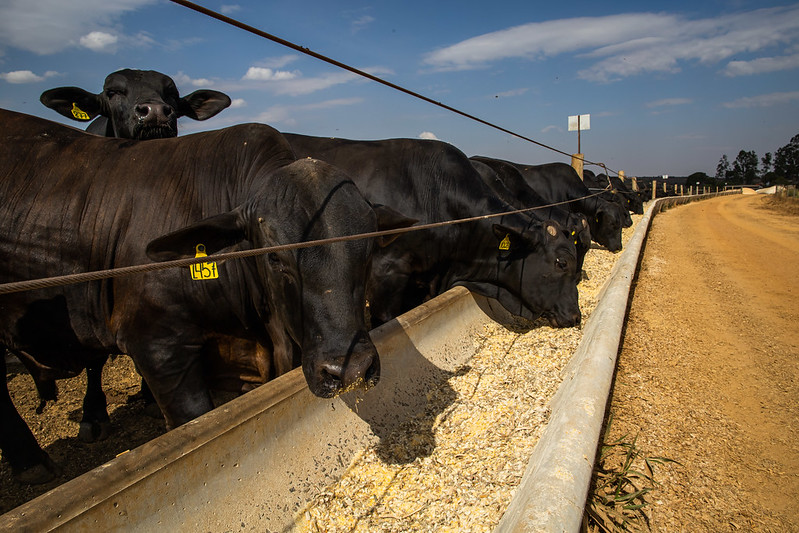 Crédito rural e informação podem elevar produtividade bovina